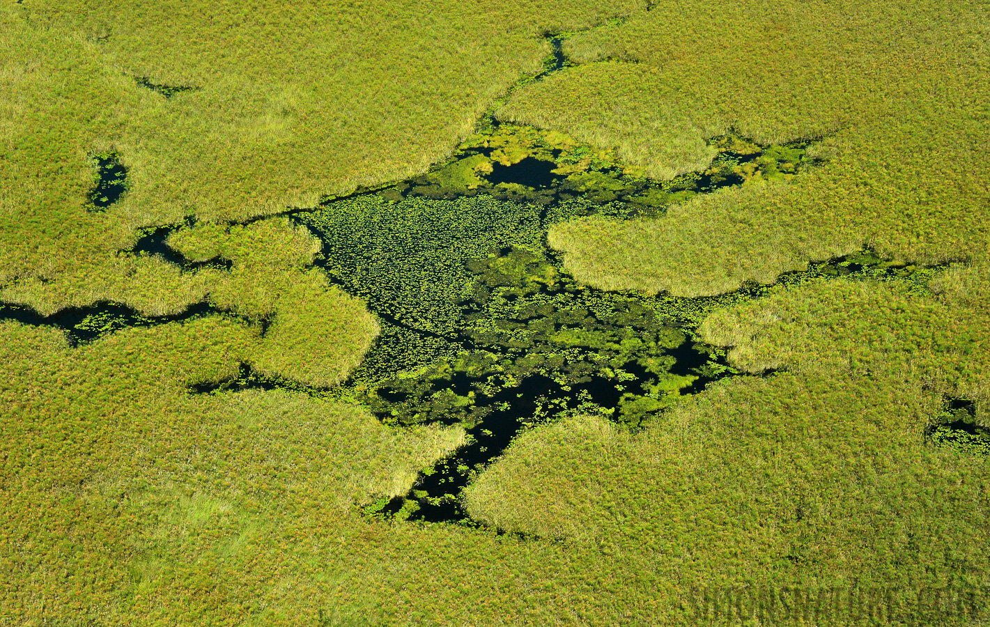 Okavango Delta Mai 2014 [68 mm, 1/2500 Sek. bei f / 8.0, ISO 2500]